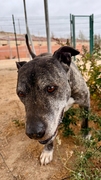 BUDDY Imagen 4
